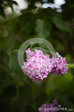 Lilac bush on the background of greenery. Seasonal photos, summer nature photos. Stock Photo