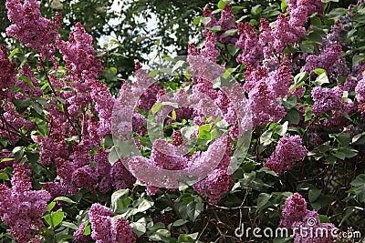 Lilac bush Stock Photo