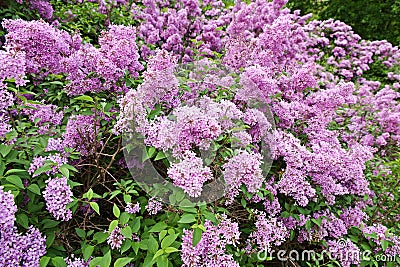 Lilac bush Stock Photo