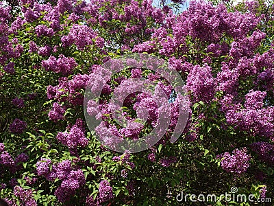 Blooming lilac shrub Stock Photo