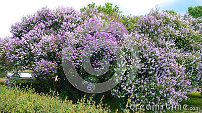 Lilac bush with bright greenery Stock Photo