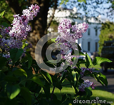 Lilac bush Stock Photo
