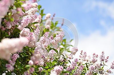 Lilac bush over sky background Stock Photo