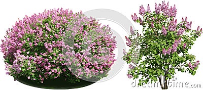 Lilac bush Cartoon Illustration