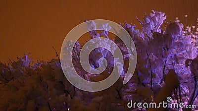 Lilac bushes buried under thick wet snow glow eerily in the light from Christmas light decorations and the light of town Stock Photo