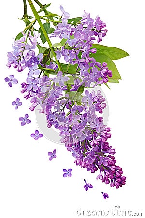 Lilac Cluster Stock Photo