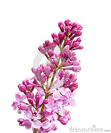 Lilac Cluster Stock Photo