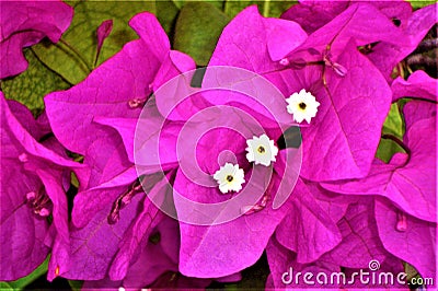 Lilac colored flowers. Stock Photo