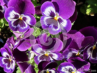 Lilac colored pansies Stock Photo