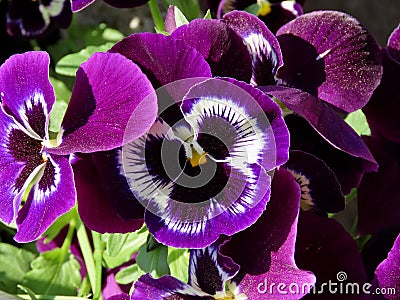 Lilac colored pansies Stock Photo