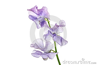 Lilac colored sweet pea flowers isolated on white background. Lathyrus odoratus Stock Photo