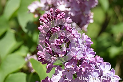 Lilac Stock Photo