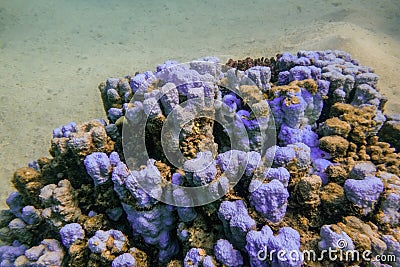 lilac corals on the seabed during diving in the red sea Stock Photo