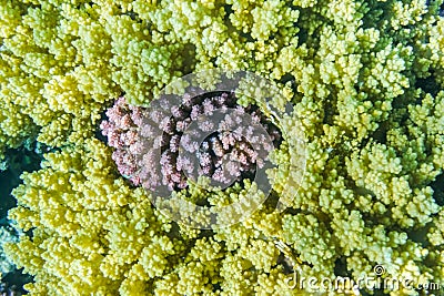 lilac corals between yellow corals in the red sea marsa alam egypt detail Stock Photo
