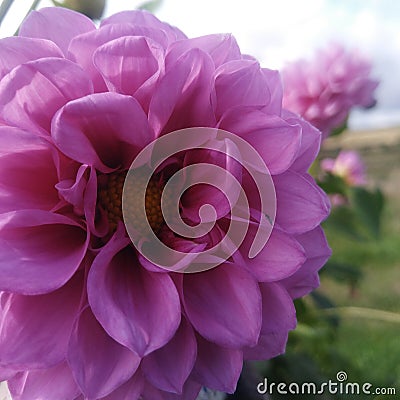 Lilac Dahlia with fly Stock Photo