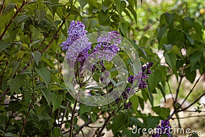 lilac in the desert. Spring in the Judean Desert. Lilac freshness. Natural beauty. Desert labor. Stock Photo