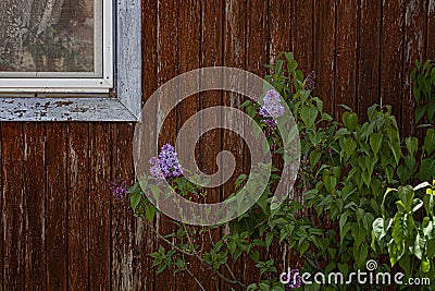 lilac in the desert. Spring in the Judean Desert. Lilac freshness. Natural beauty. Desert labor. Stock Photo