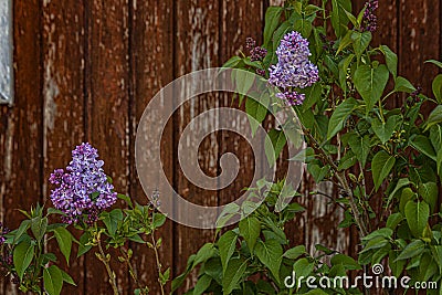 lilac in the desert. Spring in the Judean Desert. Lilac freshness. Natural beauty. Desert labor. Stock Photo