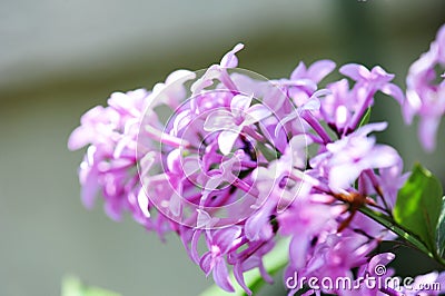 Lilac flower Stock Photo