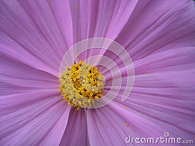 Lilac flower Stock Photo