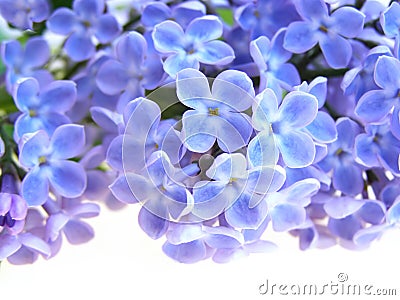 Lilac flower Stock Photo