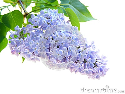 Lilac flower Stock Photo