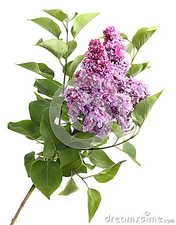 Lilac flower Stock Photo