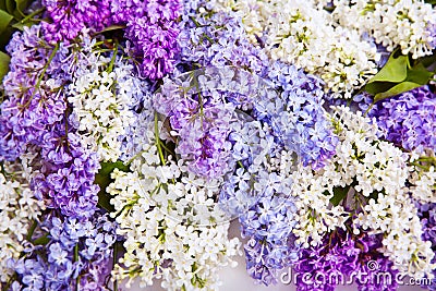 Lilac Flower Background, Blooms Flowers Stock Photo