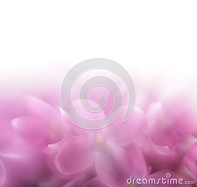 Lilac flower background. LENSBABY soft focus len Stock Photo