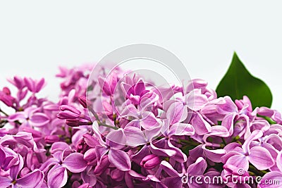 Lilac flower bloom background. Macro violet blossom border. Design template copy space Stock Photo