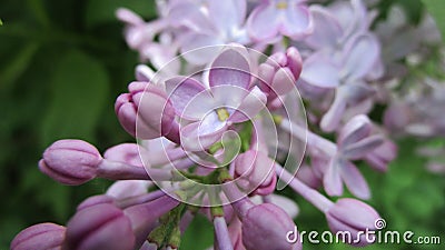 Lilac flower Bush lovely spring nature blooms Bud fragrance Stock Photo