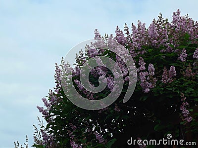 Lilac flower Stock Photo