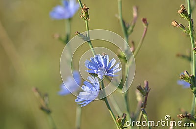 Lilac flower - a neutral background. Close-up. Blurred edge Stock Photo