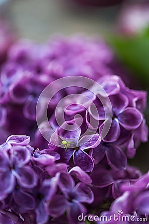 Lilac flower Stock Photo