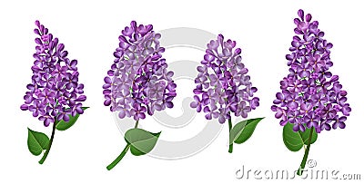 Lilac flower for spring and Easter Vector Illustration