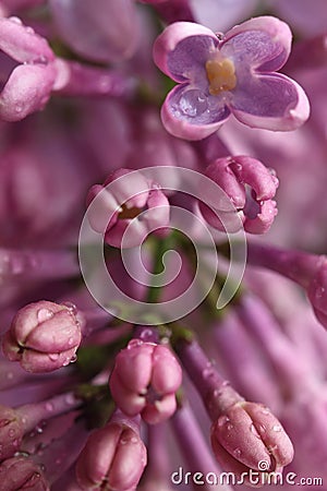 Lilac flowers Stock Photo