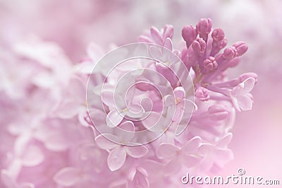 Lilac flowers background. Stock Photo