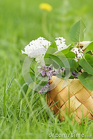 Lilac flowers in birchbark basket on grass Stock Photo