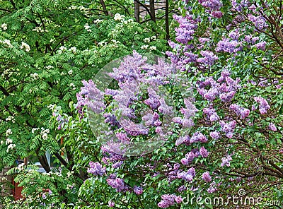 Lilac flowers blooming after rain in spring Stock Photo