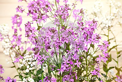 Lilac flowers on a bluring background Stock Photo