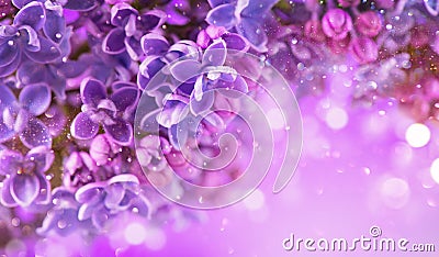 Lilac flowers bunch violet art design background. Beautiful violet Lilac flowers closeup Stock Photo