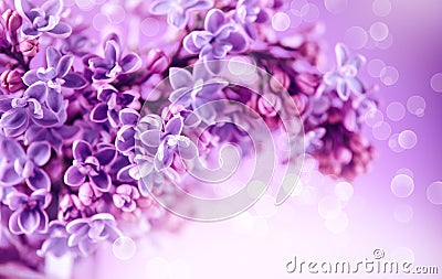 Lilac flowers bunch violet art design background. Beautiful violet Lilac flowers closeup Stock Photo