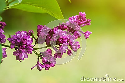 Lilac flowers close up with sun rays and bokeh spring or summer background Stock Photo