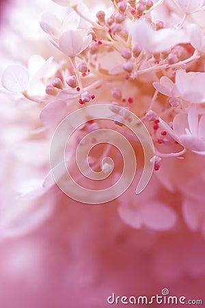 Lilac flowers in closeups macro photo Stock Photo