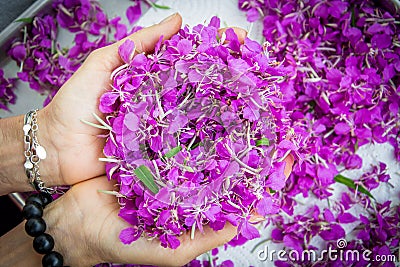 Lilac flowers of Ivan-tea on the handbreadths Stock Photo