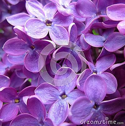 Lilac flowers Stock Photo