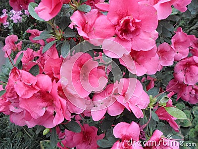 Lilac flowers, Purple flowers. Blossoming tree in spring. Rose flowers, pink flowers, pink azaleas, pink camellias. Spring, flower Stock Photo