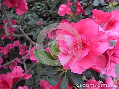 Lilac flowers, Purple flowers. Blossoming tree in spring. Rose flowers, pink flowers, pink azaleas, pink camellias. Spring, flower Stock Photo