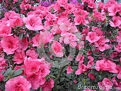 Lilac flowers, Purple flowers. Blossoming tree in spring. Rose flowers, pink flowers, pink azaleas, pink camellias. Spring, flower Stock Photo