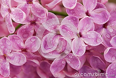 Lilac flowers after rain, close up. Stock Photo